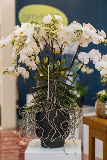 FlowersX – Growers Edition photo 9